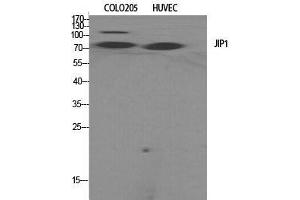 Western Blot (WB) analysis of specific cells using JIP-1 Polyclonal Antibody. (MAPK8IP1 抗体  (Tyr466))