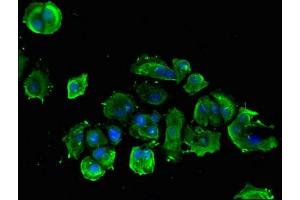 Immunofluorescent analysis of MCF-7 cells using ABIN7142041 at dilution of 1:100 and Alexa Fluor 488-congugated AffiniPure Goat Anti-Rabbit IgG(H+L) (Phospholipase C beta 1 抗体  (AA 781-896))