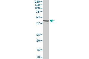 Western Blotting (WB) image for anti-Proteasome (Prosome, Macropain) 26S Subunit, Non-ATPase, 13 (PSMD13) (AA 1-376) antibody (ABIN519414)