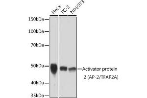 Western blot analysis of extracts of various cell lines, using Activator protein 2 (AP-2/TFA) Rabbit mAb (ABIN3015954, ABIN3015955, ABIN1678904 and ABIN1678905) at 1:1000 dilution. (TFAP2A 抗体)