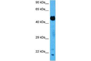 Host:  Mouse  Target Name:  SUFU  Sample Tissue:  Mouse Pancreas  Antibody Dilution:  1ug/ml (SUFUH 抗体  (N-Term))