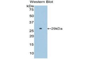 Western Blotting (WB) image for anti-Surfactant Protein B (SFTPB) (AA 111-352) antibody (ABIN1860604) (SFTPB 抗体  (AA 111-352))