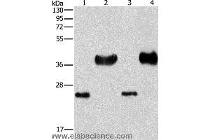Western blot analysis of Mouse liver tissue and k562 cell, hela and 293T cell, using LIN28B  Polyclonal Antibody at dilution of 1:550 (LIN28B 抗体)