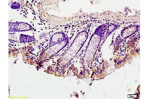 Formalin-fixed and paraffin embedded mouse intestine labeled with Anti-EGFRvIII Polyclonal Antibody, unconjugated  (ABIN742035) at 1: 200 followed by incubation with conjugated secondary antibody and DAB staining (EGFRviii 抗体  (AA 1-50))