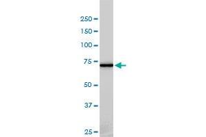 NEK11 monoclonal antibody (M01), clone 4E1-1F4 Western Blot analysis of NEK11 expression in HL-60 . (NEK11 抗体  (AA 1-482))