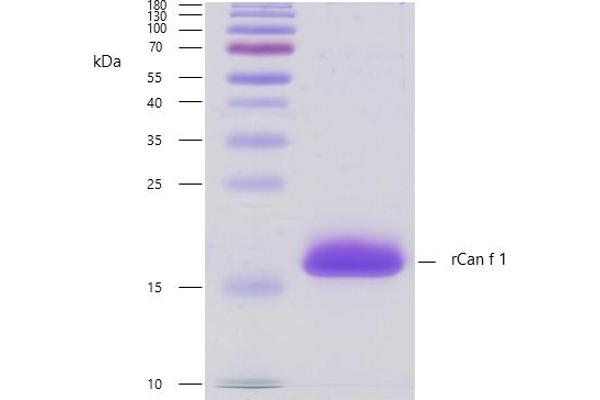 Lipocalin 1 Protein (LCN1)