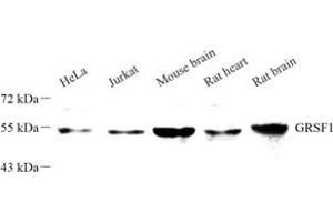 Western blot analysis of GRSF1 (ABIN7074004) at dilution of 1: 500 (GRSF1 抗体)
