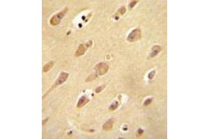 Immunohistochemistry (Paraffin-embedded Sections) (IHC (p)) image for anti-Olfactory Receptor, Family 5, Subfamily L, Member 2 (OR5L2) (AA 62-90), (N-Term) antibody (ABIN953926)