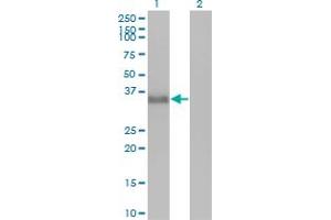 Western Blot analysis of CGREF1 expression in transfected 293T cell line by CGREF1 monoclonal antibody (M01), clone 2D7. (CGREF1 抗体  (AA 136-235))