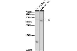 Western blot analysis of extracts of various cell lines, using CISH antibody  at 1:1000 dilution. (CISH 抗体  (AA 1-257))