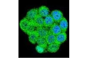 Confocal immunofluorescent analysis of Galanin Antibody (Center) Cat. (Galanin 抗体  (Middle Region))