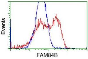 HEK293T cells transfected with either RC207996 overexpress plasmid (Red) or empty vector control plasmid (Blue) were immunostained by anti-FAM84B antibody (ABIN2453031), and then analyzed by flow cytometry. (FAM84B 抗体)