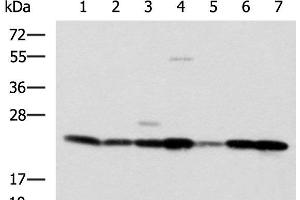 Western blot analysis of SKOV3 Hela cell Mouse liver tissue Mouse heart tissue Human placenta tissue HepG2 cell Human heart tissue lysates using ATP5O Polyclonal Antibody at dilution of 1:1250 (ATP5O 抗体)