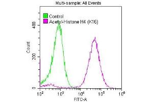 Overlay histogram showing Hela cells stained with ABIN7127270 (red line) at 1:50. (Recombinant HIST1H4A 抗体  (acLys16))