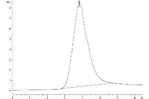 Size-exclusion chromatography-High Pressure Liquid Chromatography (SEC-HPLC) image for Killer Cell Lectin-Like Receptor Subfamily C, Member 2 (KLRC2) (AA 98-231) protein (His-Avi Tag,Biotin) (ABIN7275341)