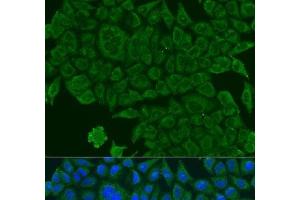 Immunofluorescence analysis of U2OS cells using BCS1L Polyclonal Antibody at dilution of 1:100. (BCS1L 抗体)