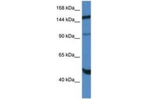Image no. 1 for anti-Myopalladin (MYPN) (AA 972-1021) antibody (ABIN6747390) (Myopalladin 抗体  (AA 972-1021))