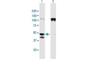Western Blot analysis of GPA33 expression in transfected 293T cell line by GPA33 MaxPab polyclonal antibody. (GPA33 抗体  (AA 1-319))