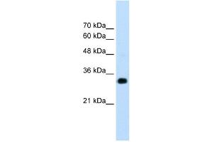 WB Suggested Anti-RNF121 Antibody Titration:  1. (RNF121 抗体  (N-Term))