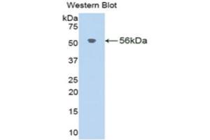 Western Blotting (WB) image for anti-Klotho beta (KLB) (AA 515-965) antibody (ABIN1859545) (Klotho beta 抗体  (AA 515-965))