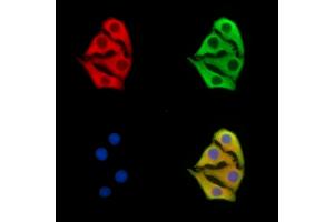 ABIN7095999 and ABIN7100061 staining Hela cells by IF/ICC.