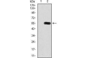 Western blot analysis using HDAC9 mAb against HEK293 (1) and HDAC9 (AA:343-569)-hIgGFc transfected HEK293 (2) cell lysate. (HDAC9 抗体  (AA 343-569))