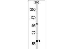 Western blot analysis in 293 cell line lysates (35ug/lane). (TMCO4 抗体  (N-Term))