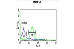 Flow cytometric analysis of MCF-7 cells (right histogram) compared to a negative control cell (left histogram). (Gephyrin 抗体  (AA 437-466))