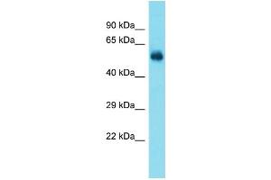 Host:  Rabbit  Target Name:  Taf1a  Sample Type:  Rat Brain lysates  Antibody Dilution:  1. (TAF1A 抗体  (N-Term))
