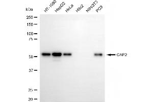 Western blotting analysis using CAP2 antibody (ABIN7797526).