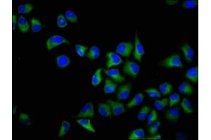 Immunofluorescence (IF) image for anti-Junctional Adhesion Molecule 3 (JAM3) (AA 119-235) antibody (ABIN7157174)