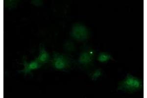 Anti-SOCS3 mouse monoclonal antibody (ABIN2454618) immunofluorescent staining of COS7 cells transiently transfected by pCMV6-ENTRY SOCS3 (RC209305). (SOCS3 抗体)