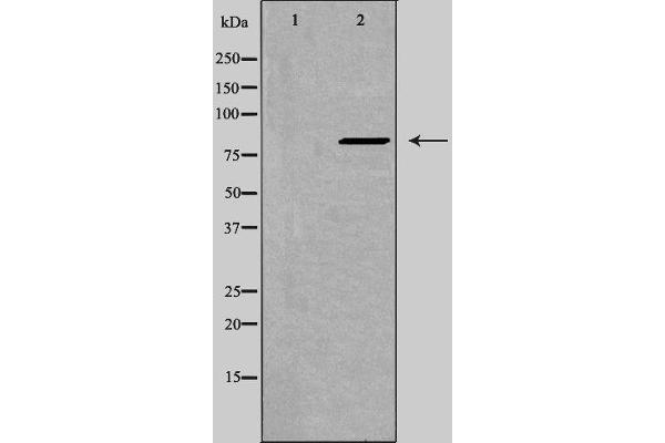 ZNF541 抗体  (Internal Region)