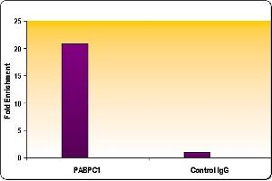 RNA pol II CTD phospho Ser5 antibody tested by ChIP analysis. (Rpb1 CTD 抗体  (pSer5))
