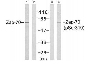 Western blot analysis of extract from Jurkat cells, using Zap-70 (Ab-319) antibody (E021173, Line1 and 2) and Zap-70 (phospho-Tyr319) antibody (E011159, Line 3 and 4). (ZAP70 抗体  (pTyr319))