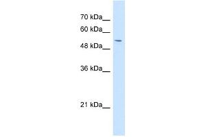 WB Suggested Anti-GPNMB Antibody Titration:  1 ug/ml  Positive Control:  HepG2 cell lysate (Osteoactivin 抗体  (N-Term))