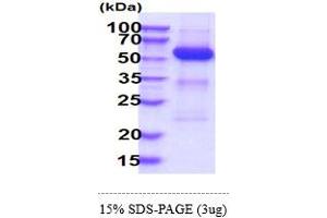 PTPN11 Protein (AA 1-460) (His tag)