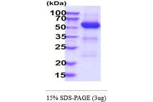 SDS-PAGE (SDS) image for Protein tyrosine Phosphatase, Non-Receptor Type 11 (PTPN11) (AA 1-460) protein (His tag) (ABIN5855056)