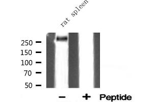 Western blot analysis of Filamin A expression in Rat spleen lysate (Filamin A 抗体  (Internal Region))