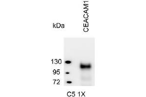Western Blotting (WB) image for anti-Carcinoembryonic Antigen-Related Cell Adhesion Molecule 1 (CEACAM1) antibody (ABIN614759) (CEACAM1 抗体)