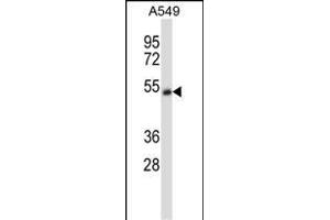 CHRNA5 Antibody (Center) (ABIN657927 and ABIN2846874) western blot analysis in A549 cell line lysates (35 μg/lane). (CHRNA5 抗体  (AA 187-216))
