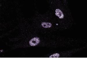 Immunofluorescent staining of FHS cells.