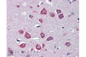 ABIN5539917 (3µg/ml) staining of paraffin embedded Human Cortex. (CHRNA7 抗体  (Internal Region))
