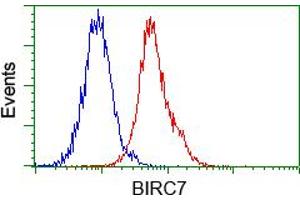 Image no. 3 for anti-Baculoviral IAP Repeat-Containing 7 (BIRC7) antibody (ABIN1499181) (BIRC7 抗体)