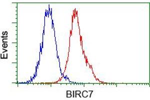 Image no. 3 for anti-Baculoviral IAP Repeat-Containing 7 (BIRC7) antibody (ABIN1499181) (BIRC7 抗体)