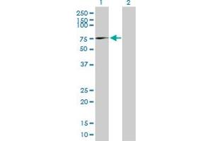 Western Blot analysis of AFM expression in transfected 293T cell line by AFM MaxPab polyclonal antibody. (Afamin 抗体  (AA 1-599))