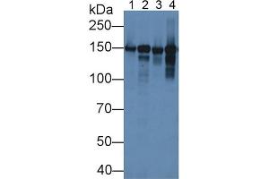 Rabbit Detection antibody from the kit in WB with Positive Control: Mouse heart lysate. (COL6A1 ELISA 试剂盒)