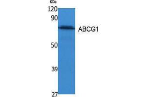 Western Blotting (WB) image for anti-ATP-Binding Cassette, Sub-Family G (WHITE), Member 1 (ABCG1) (C-Term) antibody (ABIN3178092) (ABCG1 抗体  (C-Term))