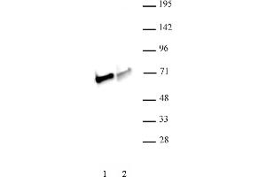 NRF1 antibody (pAb) tested by Western blot. (NRF1 抗体  (C-Term))