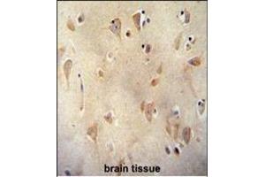 LRC40 antibody (C-term) (ABIN654977 and ABIN2844617) immunohistochemistry analysis in formalin fixed and paraffin embedded human brain tissue followed by peroxidase conjugation of the secondary antibody and DAB staining. (LRRC40 抗体  (C-Term))